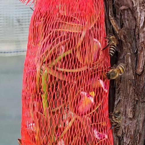 切り花キンリョウヘン 切り花3本セット ニホンミツバチ分蜂群の誘引