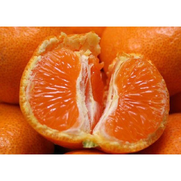 みかん 蜜柑 甘くておいしい SSサイズ 10キロ入り あすつく（北海道