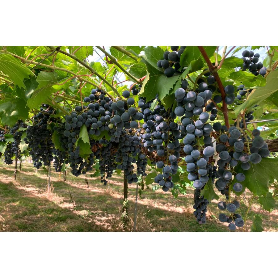 小公子 山葡萄ワイン 安心院葡萄酒工房 安心院ワイン 750ml : 創業160