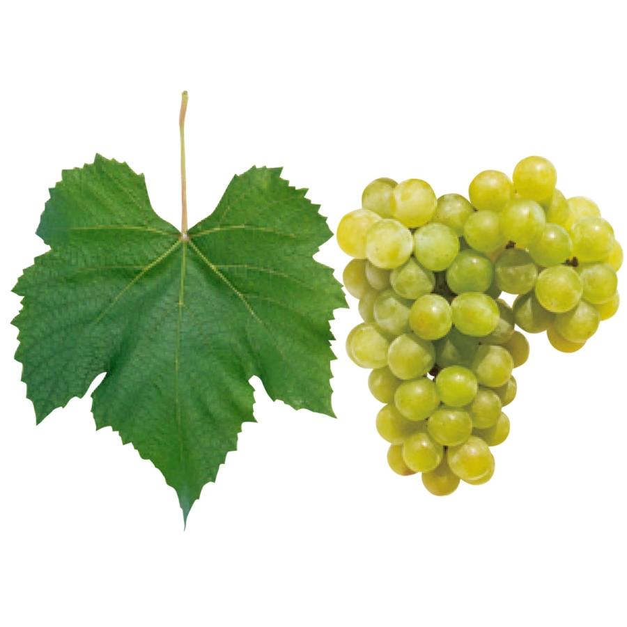 安心院ワイン ナイアガラ 甘口白ワイン 720ml 安心院葡萄酒工房 |  | 02