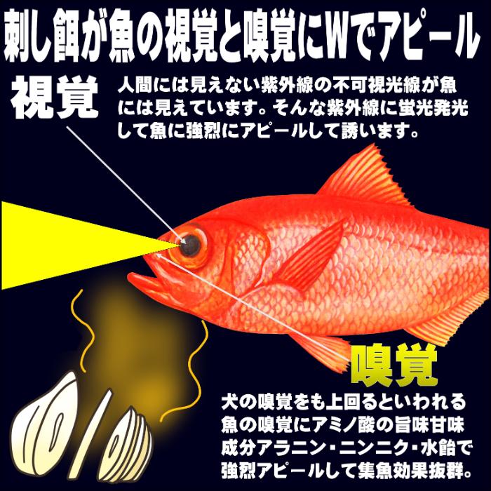 イカタン イカ短冊 釣り餌 アミノ酸甘味成分アラニン・激臭ニンニク・水飴配合 ケイムラホワイト イカタン 塩漬け 長さ10〜15cm 15枚入り 全国一律 送料300円｜yamasita-gyoguten｜12