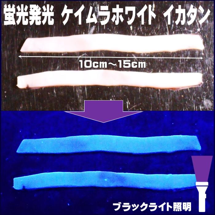 イカタン イカ短冊 釣り餌 アミノ酸甘味成分アラニン・激臭ニンニク・水飴配合 ケイムラホワイト イカタン 塩漬け 長さ10〜15cm 15枚入り 全国一律 送料300円｜yamasita-gyoguten｜06