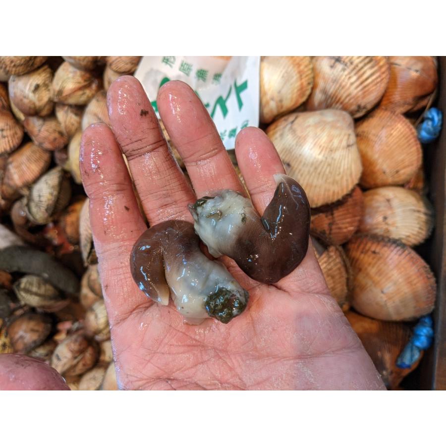 ボイル済！三河湾産とりがい トリ貝 トンボ開き 80g入り つまみ