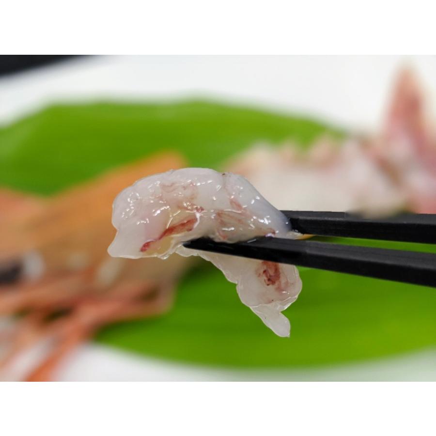 蒲郡水揚げ 刺身用 生冷凍アカザエビ1尾 55g 59g 赤座 91 味のヤマスイ 山本水産 ヤフー店 通販 Yahoo ショッピング