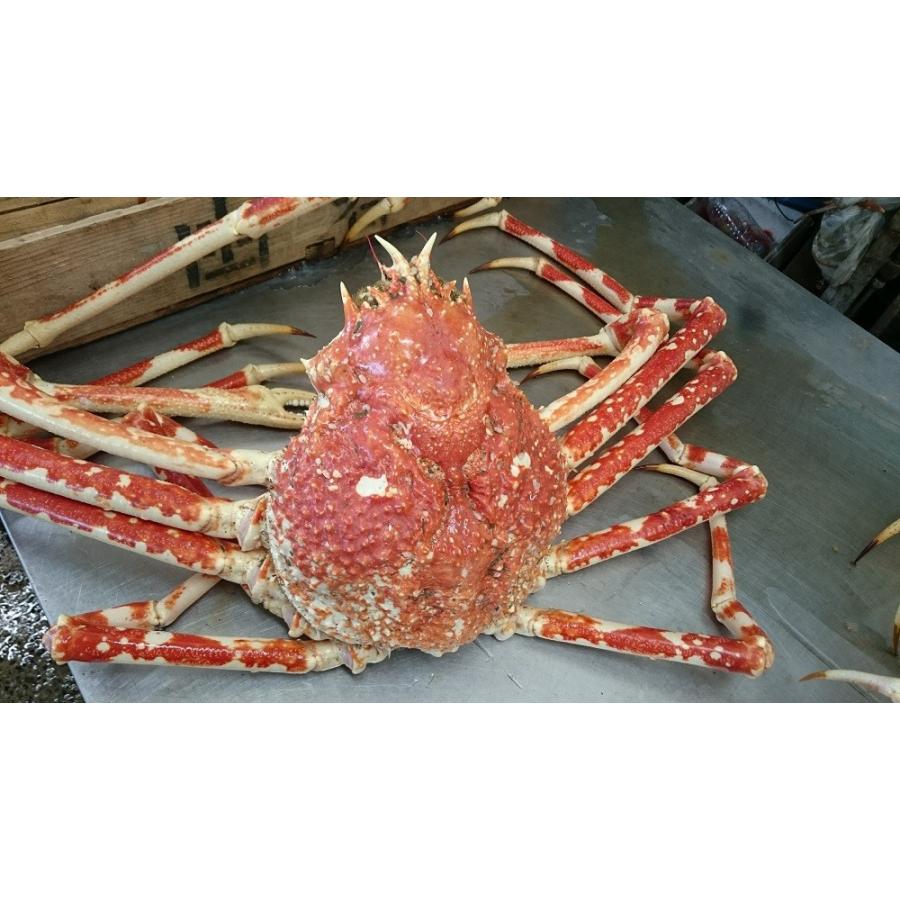 蒲郡水揚げ 高足かにムキ身300g入り タカアシガニ お取り寄せ グルメ お歳暮にも 91 77 味のヤマスイ 山本水産 ヤフー店 通販 Yahoo ショッピング