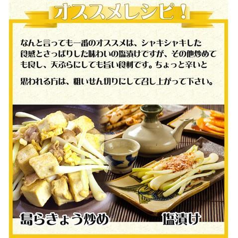 島らっきょう 生 皮むき 下処理 業務用 3kg 島らっきょう 皮むき 生 下処理 業務用 プレゼント