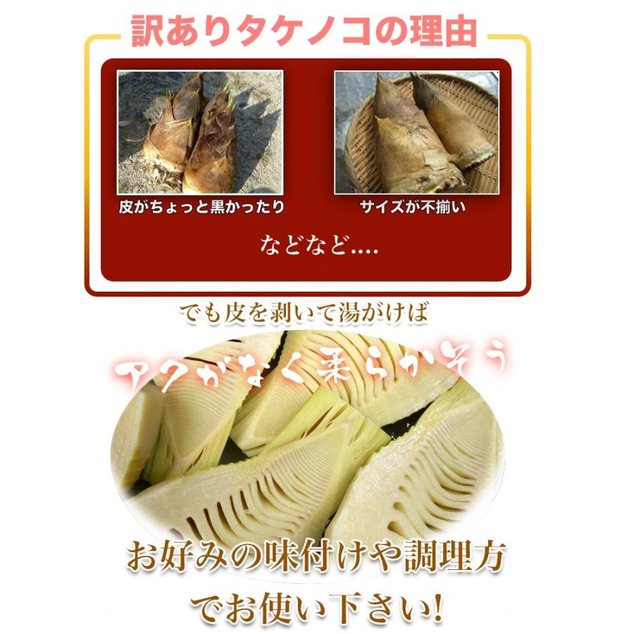 予約受付】和歌山県産 訳あり ご自宅用 朝堀りタケノコ たけのこ 予約受付】和歌山県産 訳あり ご自宅用 朝堀りタケノコ たけのこ