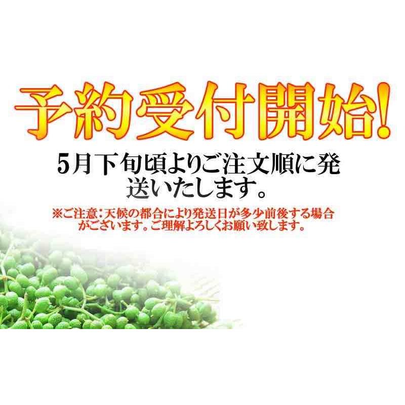 さんしょう ぶどう山椒 和歌山県産 生山椒 1kg 送料無料 山椒の実 生産量日本一の和歌山県より産地直送 数量限定 青山椒 予約販売 Wbs1000 Yamataベジフル Net 通販 Yahoo ショッピング