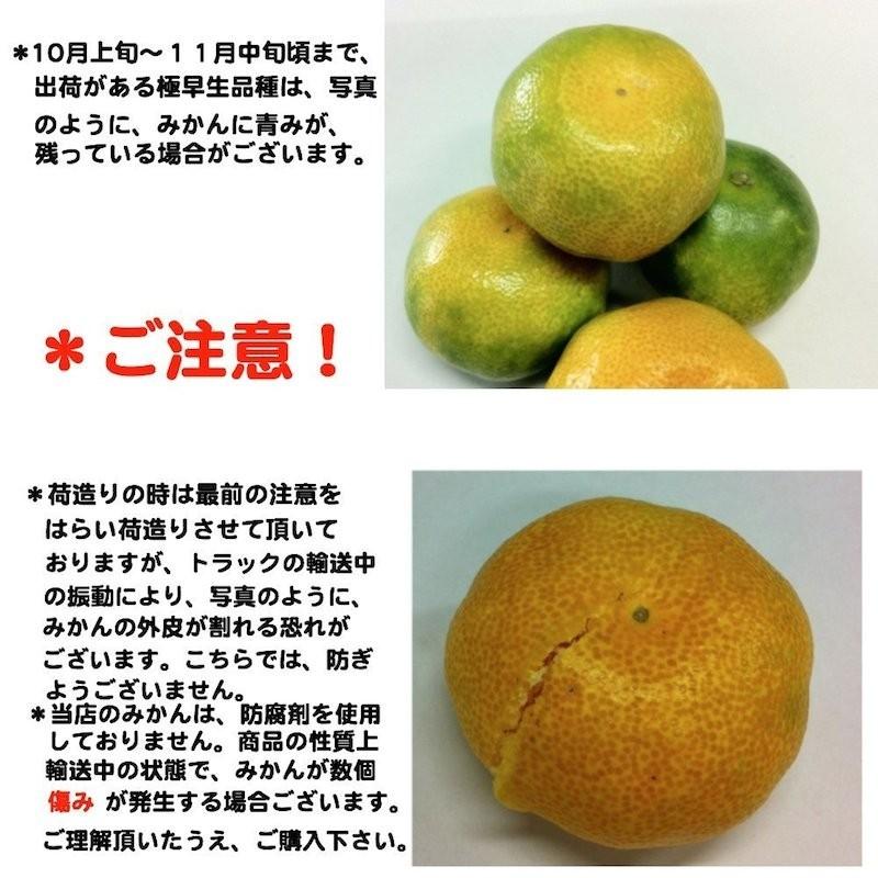 年明け出荷】和歌山県産 みかん ミカン 秀品 10kg（極早生みかん