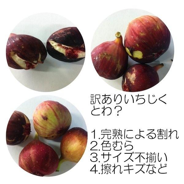 和歌山県産 訳あり イチジク いちじく 3.2kg【400g×8パック】送料無料