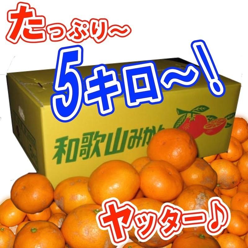 和歌山県産 訳あり みかん ミカン 5kg (傷あり サイズ不揃い ご自宅用)  【送料無料】　＊１０月中旬以降より順次発送｜yamatanet｜04