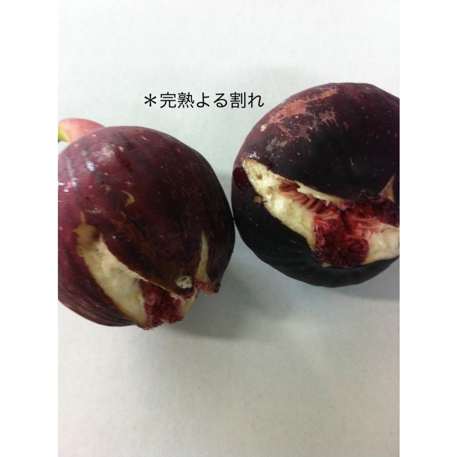 和歌山県産 訳あり 冷凍いちじく 500g : YAMATAベジフル.net - 通販