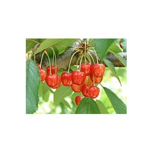 さくらんぼ「紅秀峰」１ｋｇ化粧箱入 |  | 01