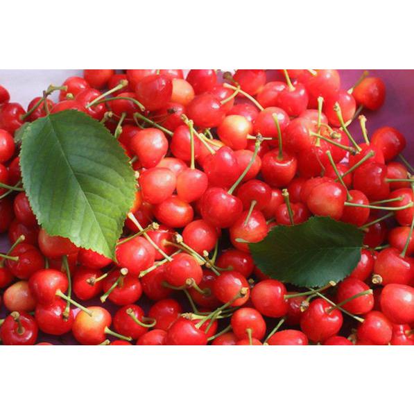 さくらんぼ「紅秀峰」１ｋｇ化粧箱入 |  | 02