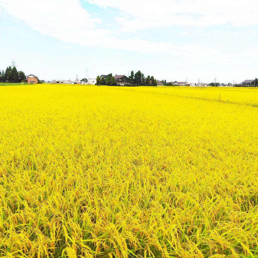 米 お米 コシヒカリ 無洗米 5kg 富山県産 令和5年産　｜yamatorice｜11