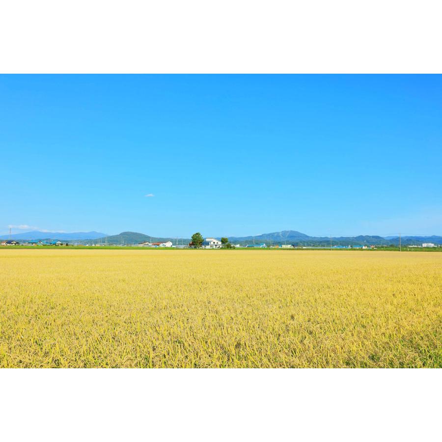 米 お米 10kg いちほまれ 福井県産 5kg×2 令和7年産 白米 お歳暮 お中元 特Aの画像