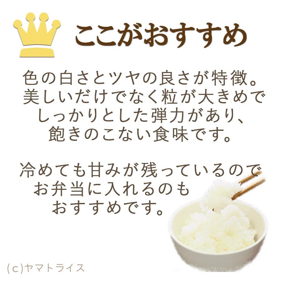 米 お米 10kg いちほまれ 福井県産 5kg×2 令和7年産 白米 お歳暮 お中元 特Aの画像