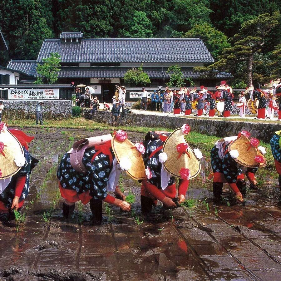 仁多米 コシヒカリ 10kg 5kg×2袋 島根県産 令和5年産 米 お米 白米 うるち米 精白米 ごはん｜yamatorice｜05