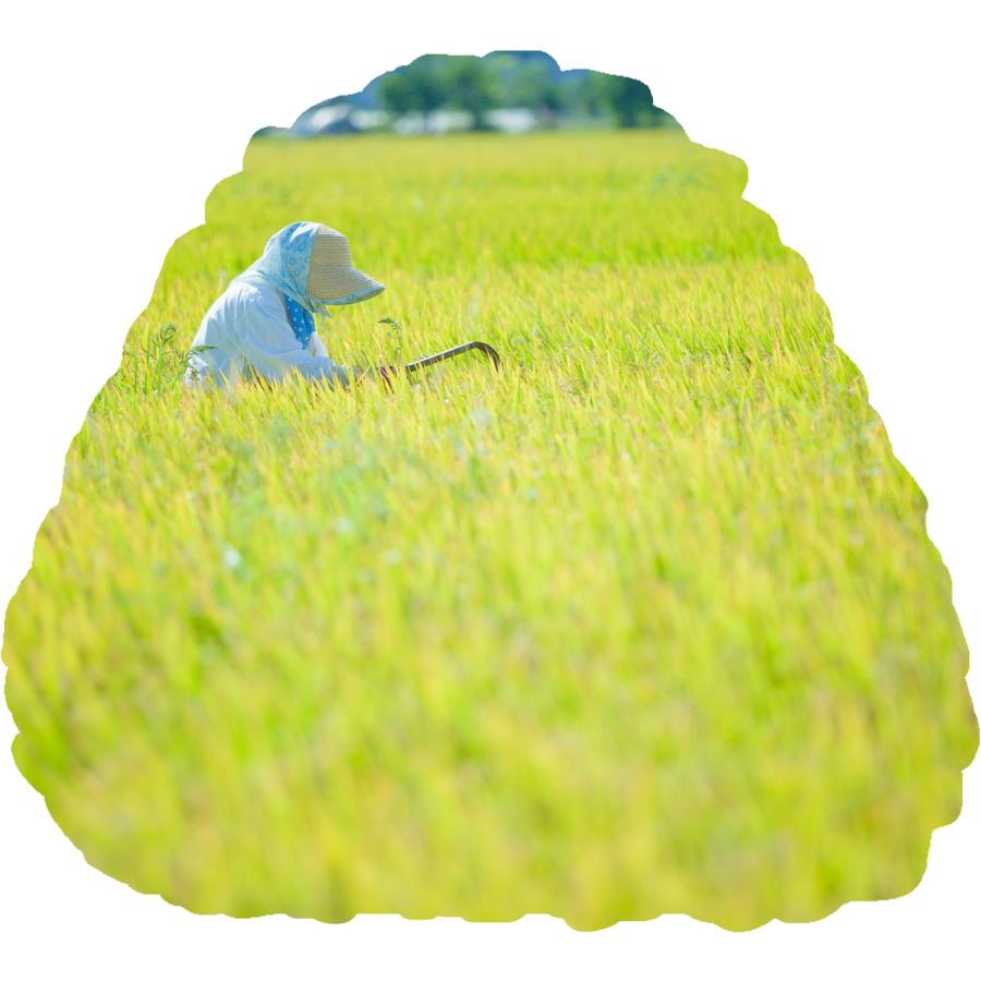 あきたこまち 米 お米 10kg 秋田県産 白米 5kg×2 令和7年産 : ヤマト