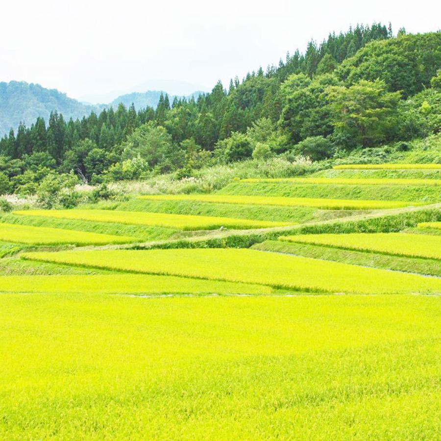あきたこまち 米 お米 20kg 秋田県産 白米 5kg×4 令和7年産 : ヤマト