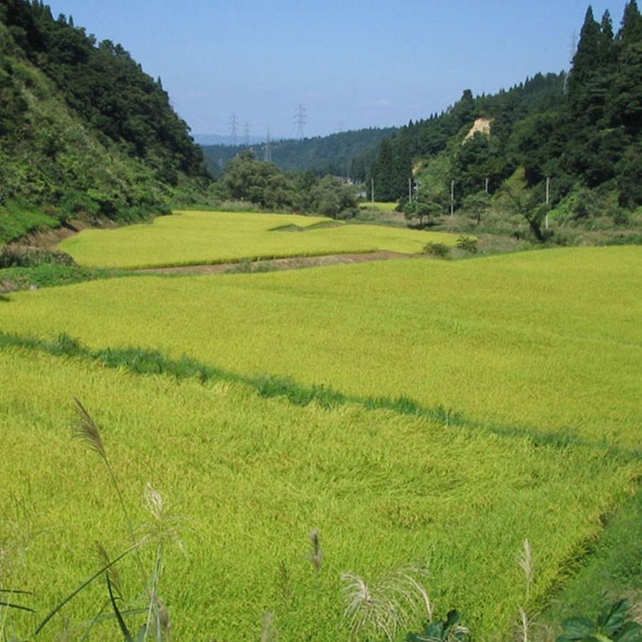 米 お米 ななつぼし 5kg 北海道産 白米 令和5年産 特A｜yamatorice｜06