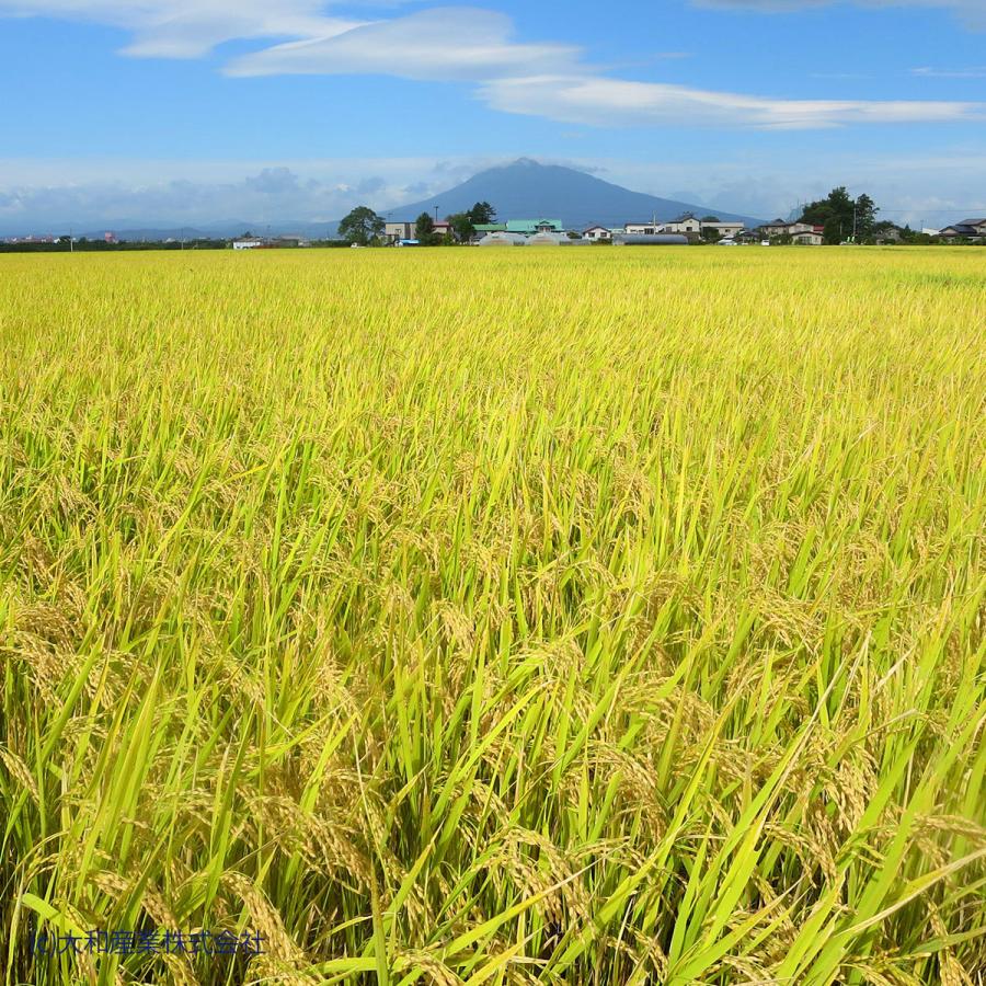 【農家直送】　令和6年度産　まっしぐら　白米　１０ｋｇ ヤマトライス 米 お米 10kg まっしぐら 青森県産 5kg×2 令和6