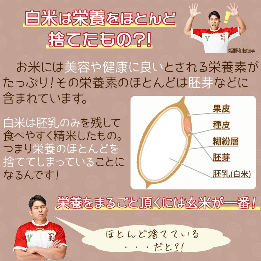 玄米 コシヒカリ 白米と同じように炊けるやわらかい玄米 4kg 2kg×2 富山県産 令和5年産 【栄養機能食品】ビタミンB6 ビタミンE｜yamatorice｜11