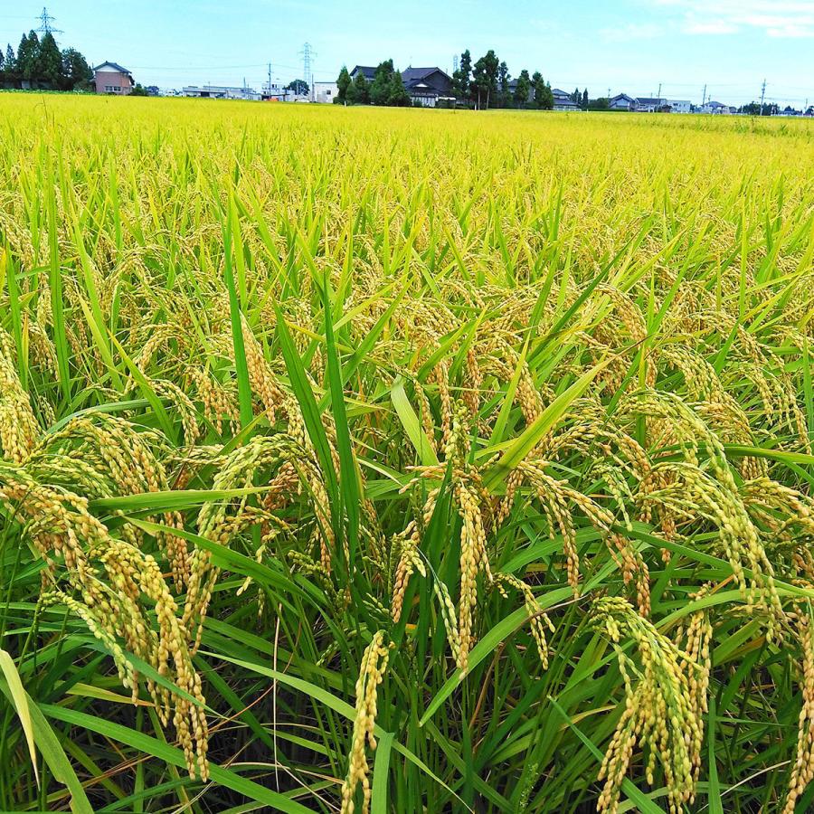 米 5kg2個 合計10kg 鹿児島県産 北海道産 令和6年 ゆめぴりか 10kg 米 お米 北海道産 5kg×2 令和6年産 白米