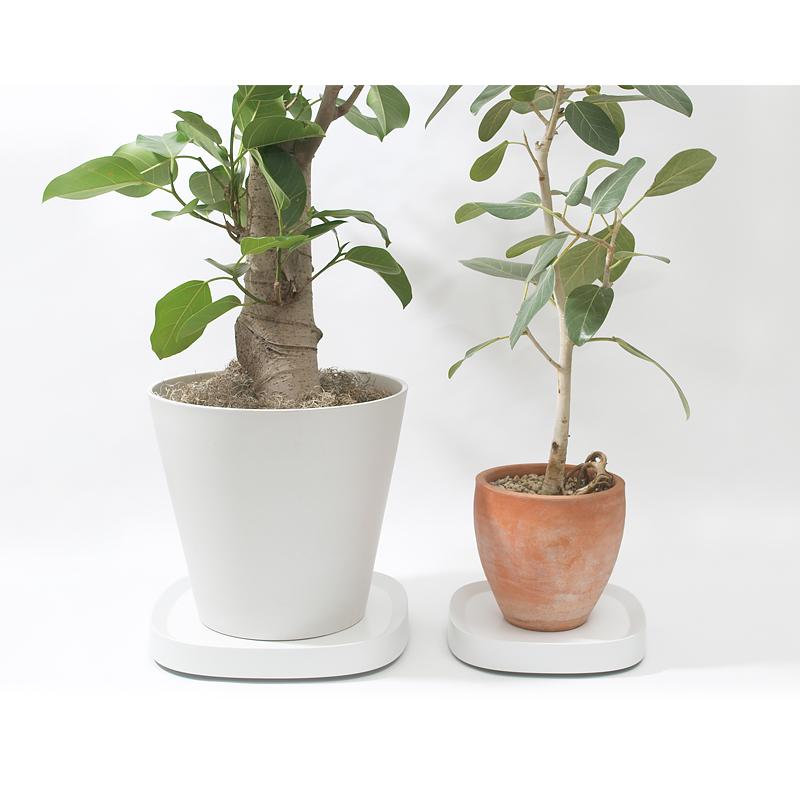 テラモト（TERAMOTO） 特典付 tidy ティディ Plantable L（プラン