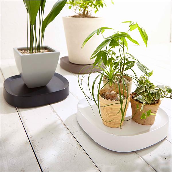 テラモト（TERAMOTO） 特典付 tidy ティディ Plantable L（プラン