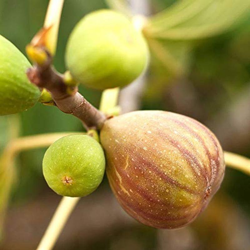 日本種いちじく苗木 公式