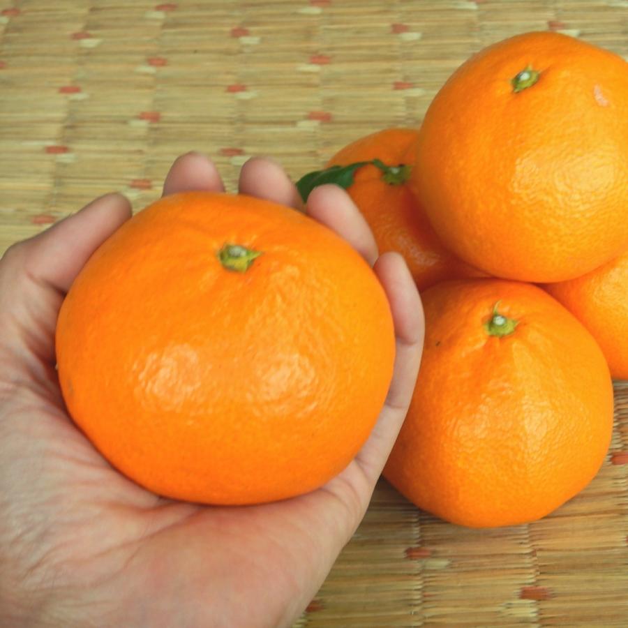 大玉 唐津産 5kg）最高食味の樹上完熟みかん : 吉田みかん園・ジビエ