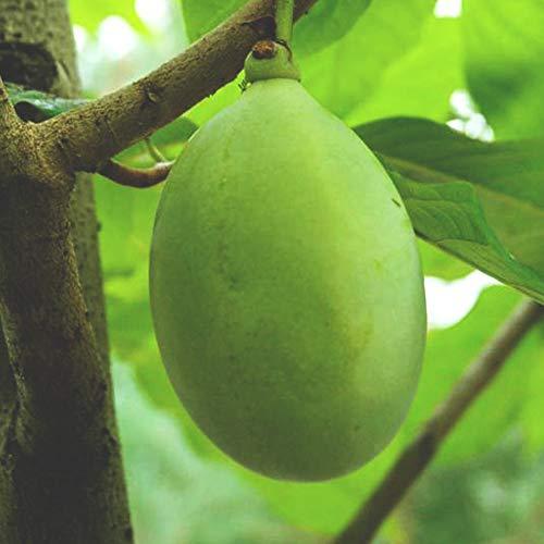 セール販売店舗 ポポー2年生接木苗 5号ポット苗 品種 ペンシルバニアゴールデン 果樹 接木苗 1本売り 激安 店 Foundationbts Com