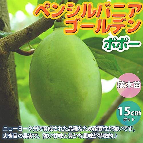 セール販売店舗 ポポー2年生接木苗 5号ポット苗 品種 ペンシルバニアゴールデン 果樹 接木苗 1本売り 激安 店 Foundationbts Com