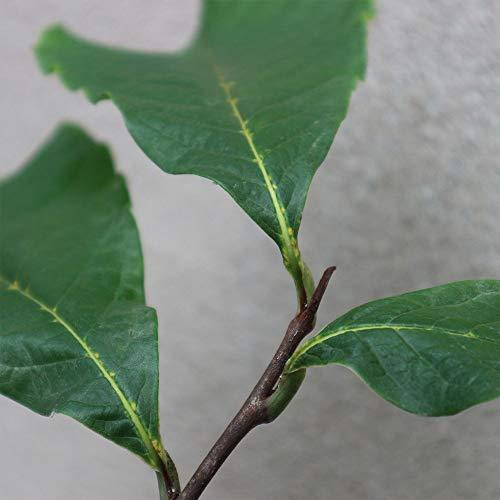 セール販売店舗 ポポー2年生接木苗 5号ポット苗 品種 ペンシルバニアゴールデン 果樹 接木苗 1本売り 激安 店 Foundationbts Com