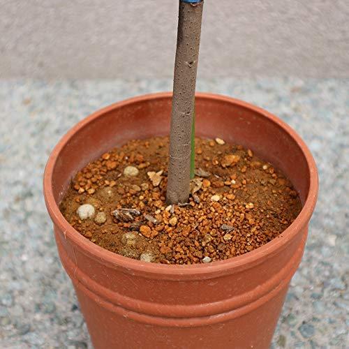 セール販売店舗 ポポー2年生接木苗 5号ポット苗 品種 ペンシルバニアゴールデン 果樹 接木苗 1本売り 激安 店 Foundationbts Com