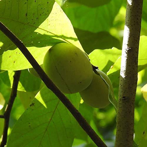 セール販売店舗 ポポー2年生接木苗 5号ポット苗 品種 ペンシルバニアゴールデン 果樹 接木苗 1本売り 激安 店 Foundationbts Com