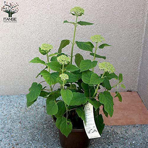 お金を節約 アジサイ アナベル 6号鉢 品種で選べる花木苗 1個売り 学名 Hydrangea Arborescens Annabelle 落葉性 低木 ホワイ Aynaelda Com