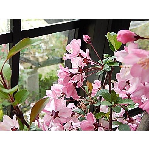 世界的に ハナカイドウ盆栽 下向きに咲く ピンクのかわいいお花が楽しめます 盆栽鋏 枝切り Portalcultura Net Br