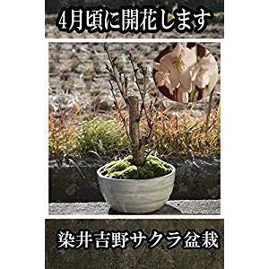 染井吉野桜 桜盆栽｜yano73002｜02