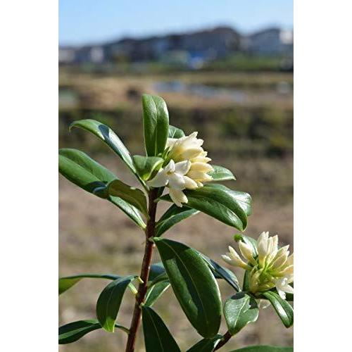 沈丁花苗 ジンチョウゲ白花 その他苗木 植木 Smk Ciptaskill Sch Id
