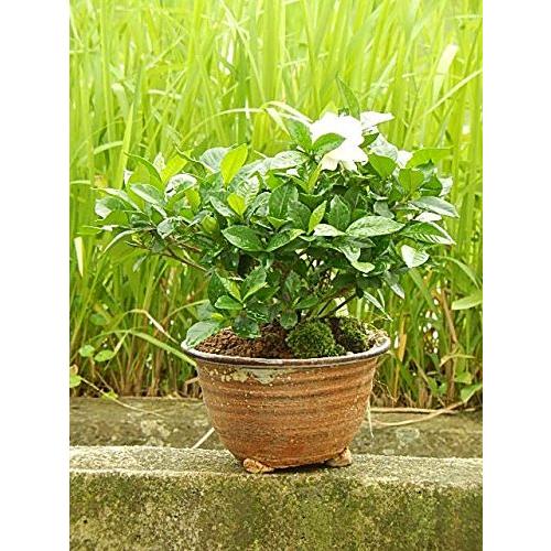 楽天ランキング1位 母の日ギフト お花からいい香り 八重咲きのクチナシ 花鉢 超美品 Turningheadskennel Com