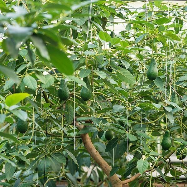 横山果樹園の「ひなたプリンセス（国産アボカド）」【２Sサイズ２玉　合計約350g】 |  | 08