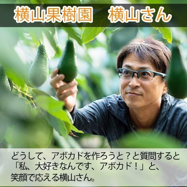 2024年分受付中】横山果樹園の「ひなたプリンセス（国産アボカド
