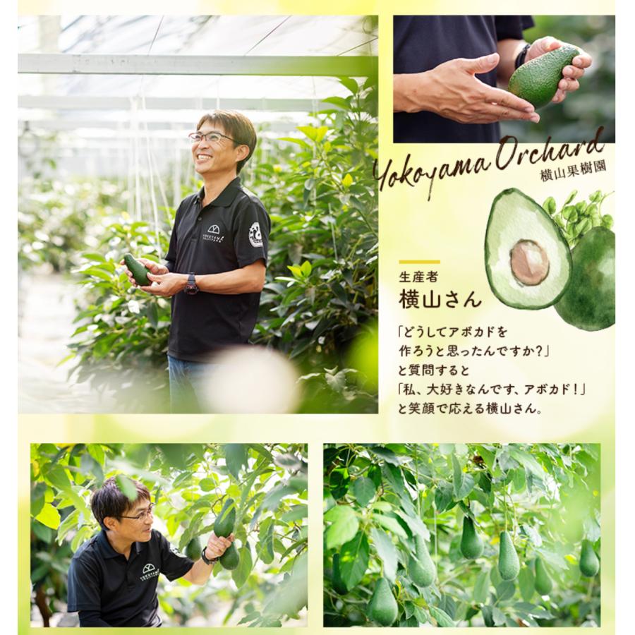 横山果樹園の「ひなたプリンセス（国産アボカド）」【Lサイズ1玉 約