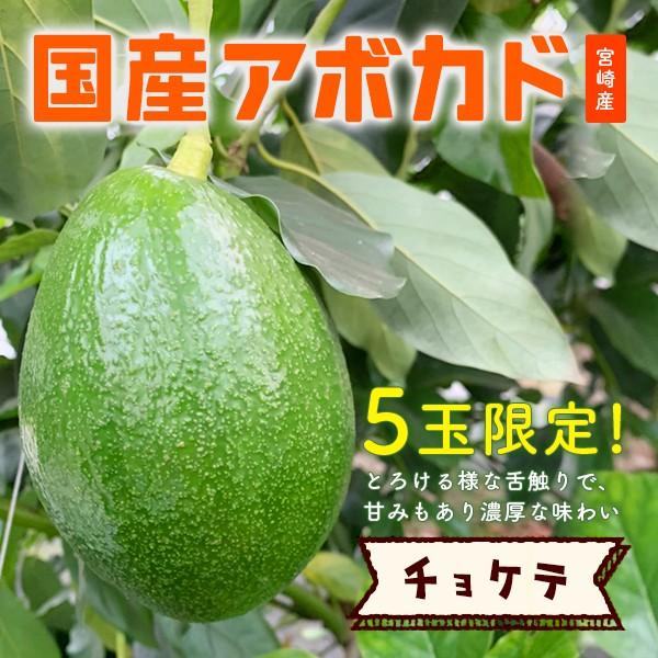 【５玉限定！】横山果樹園の「チョケテ（国産アボカド）１玉」ギフト箱入り｜yao800