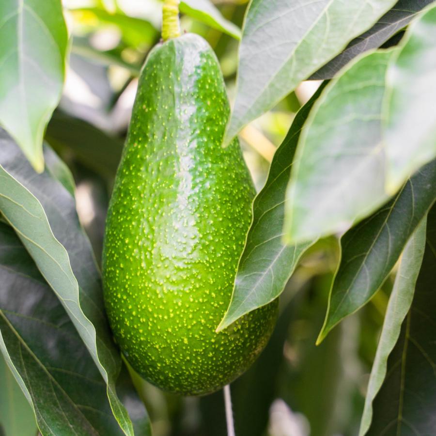 2025年分受付は終了しました】横山果樹園の「エッティンガー（国産