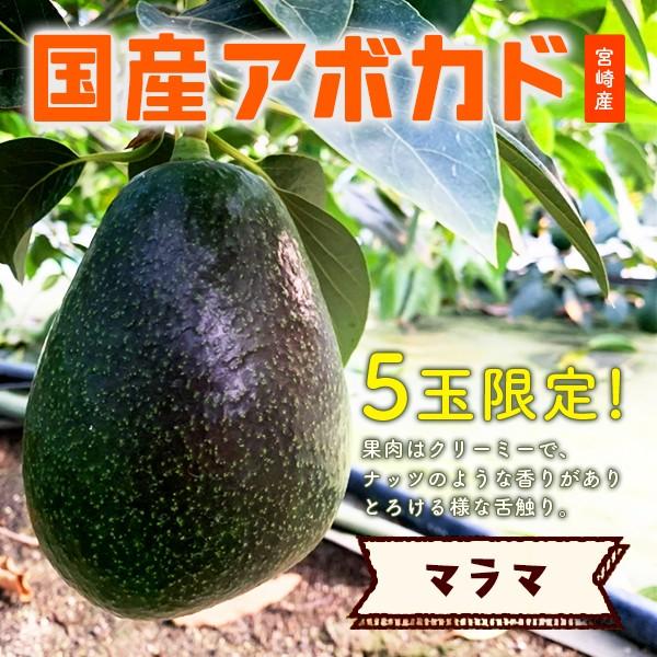 【受付終了】横山果樹園の「マラマ（国産アボカド）１玉」 | 