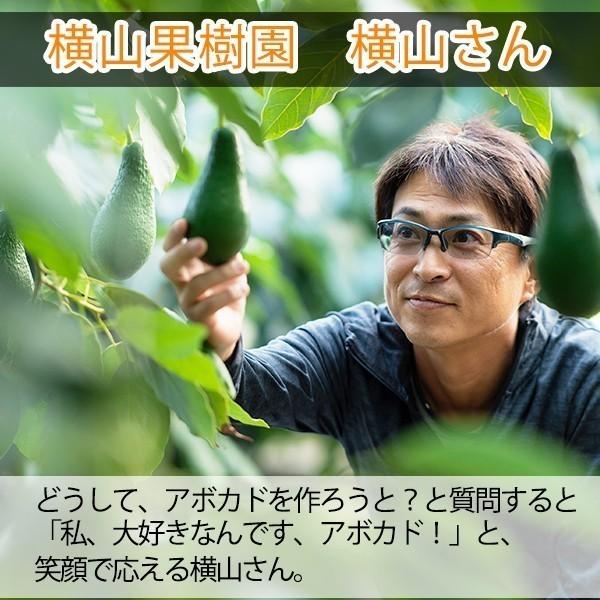 【受付終了】横山果樹園の「マラマ（国産アボカド）１玉」 |  | 01