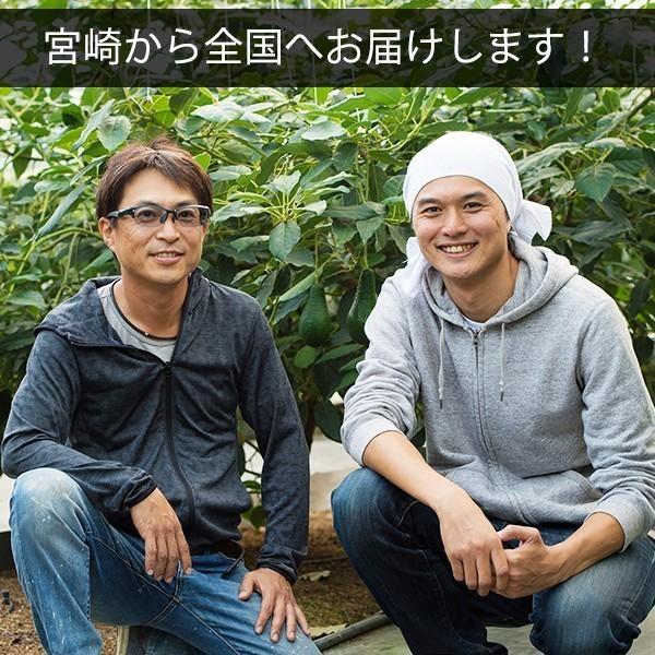 【受付終了】横山果樹園の「マラマ（国産アボカド）１玉」 |  | 03